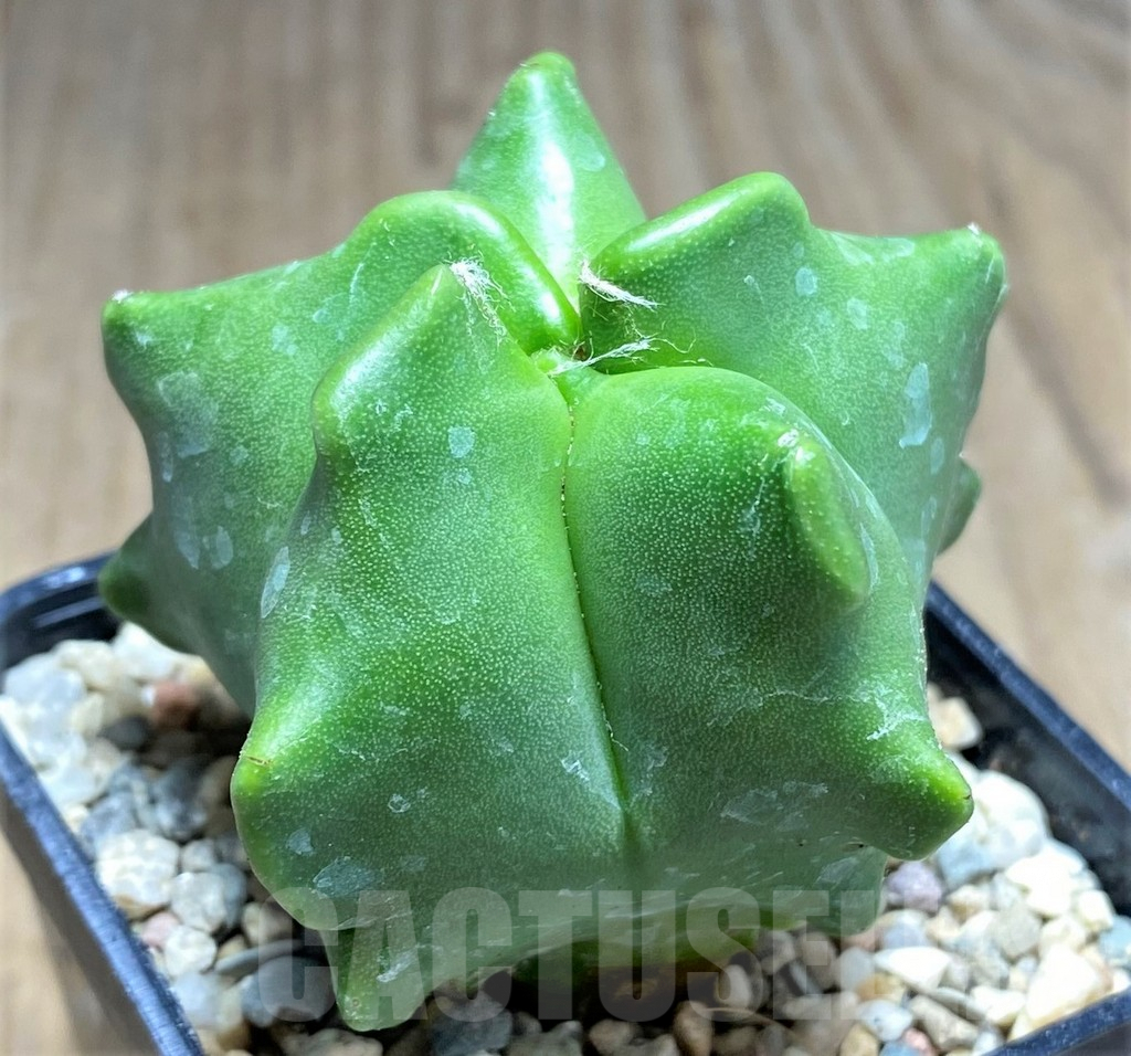 SHPR26270 Astrophytum myriostigma ‘Kikko’