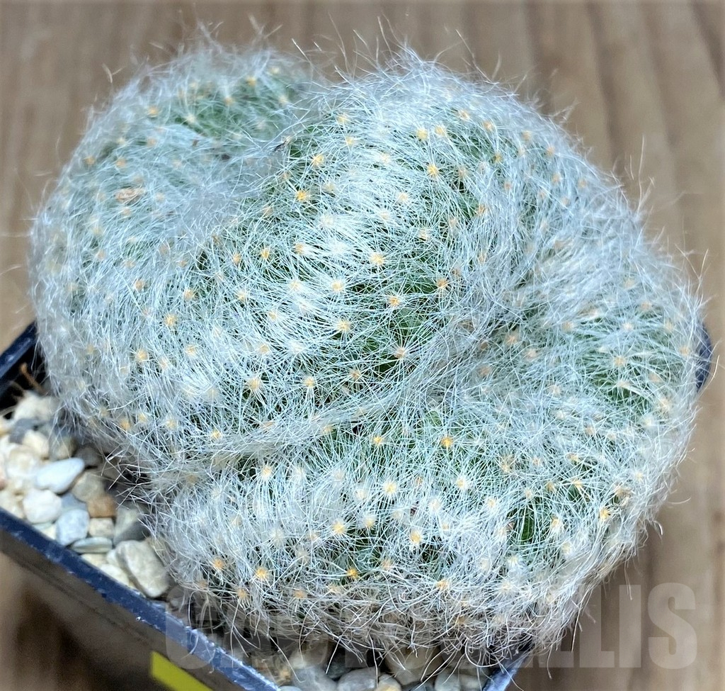 SHPR26271 Mammillaria baumii f. cristata