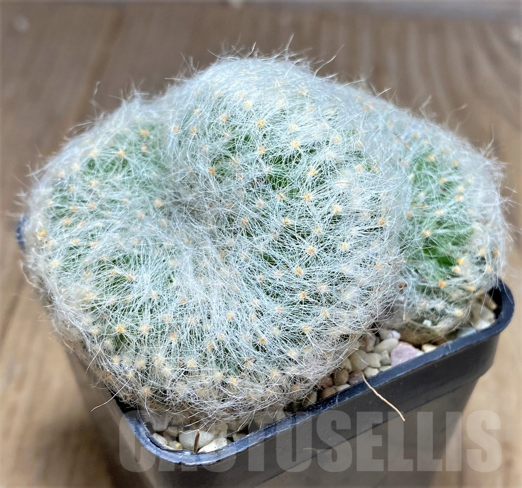 SHPR26271 Mammillaria baumii f. cristata - Image 2