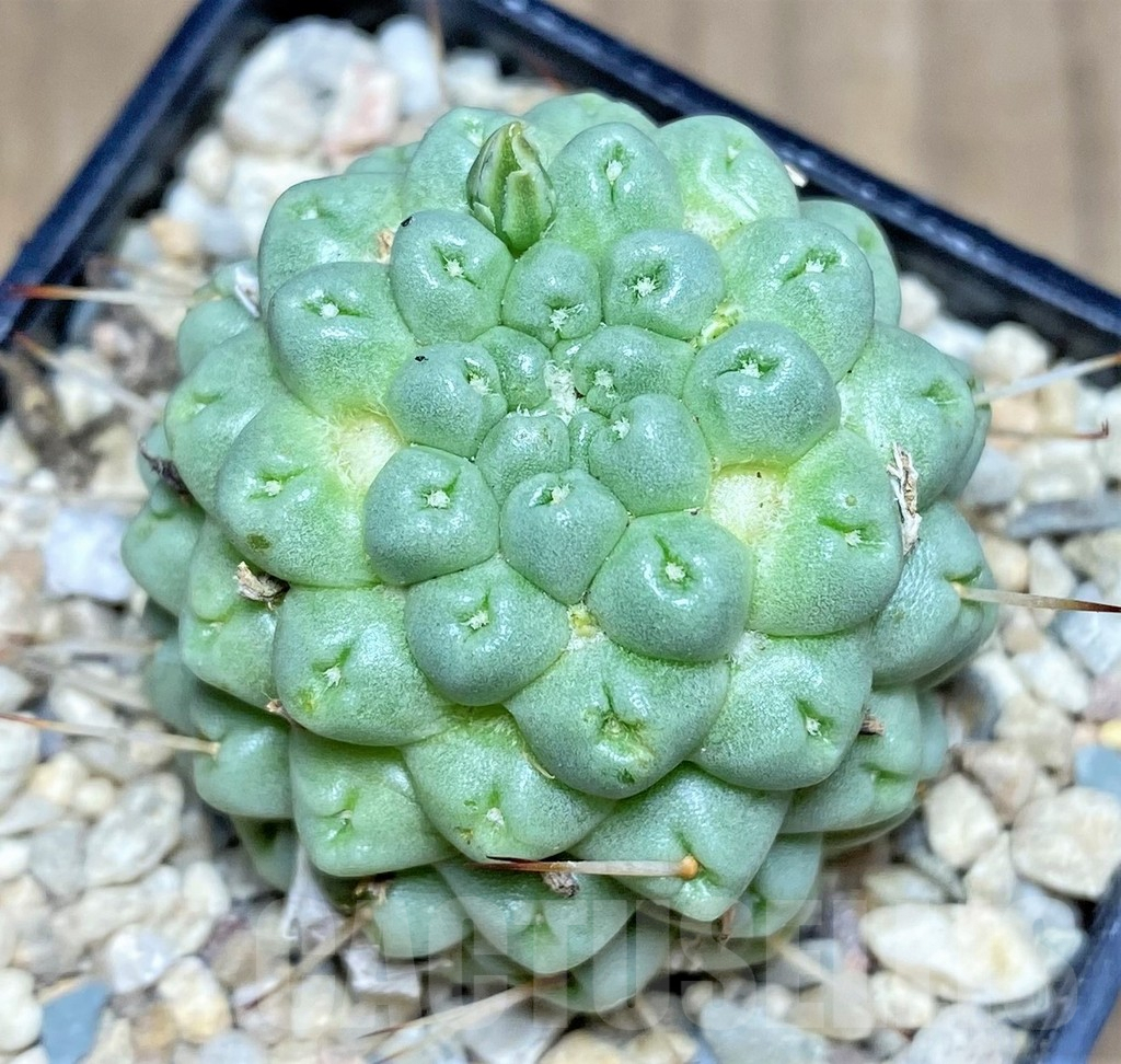 SHPR26273 Mammillaria schumannii ‘inermis’