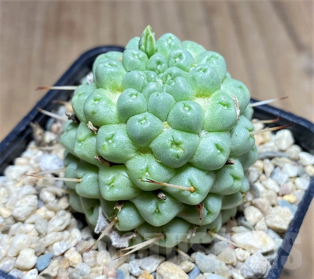 SHPR26273 Mammillaria schumannii ‘inermis’ - Image 2