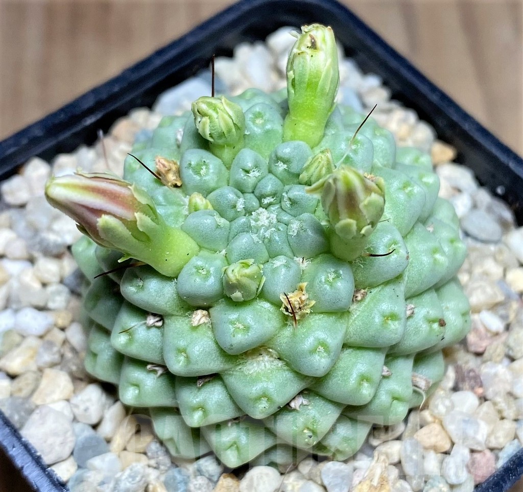 SHPR26274 Mammillaria schumannii ‘inermis’