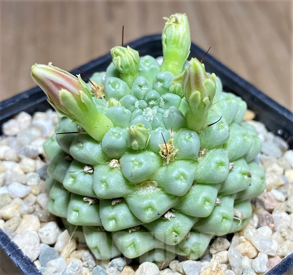 SHPR26274 Mammillaria schumannii ‘inermis’ - Image 2