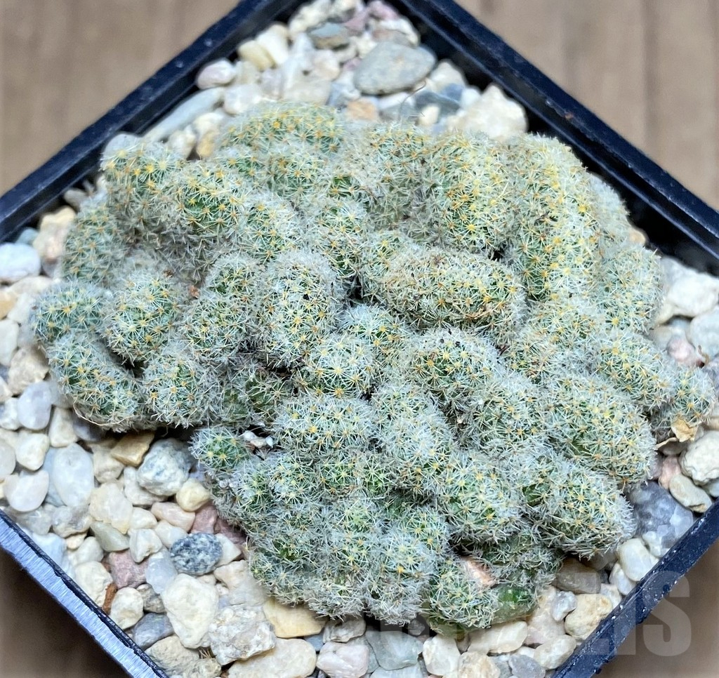 SHPR26275 Mammillaria giselae f. cristata - Image 2