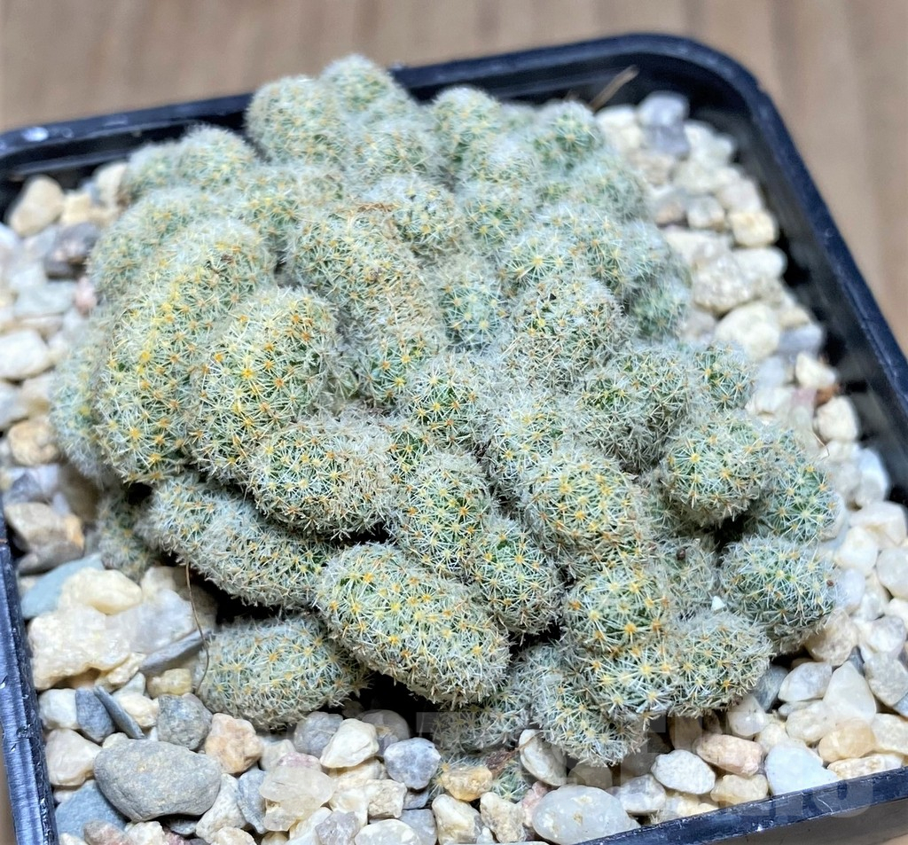SHPR26275 Mammillaria giselae f. cristata