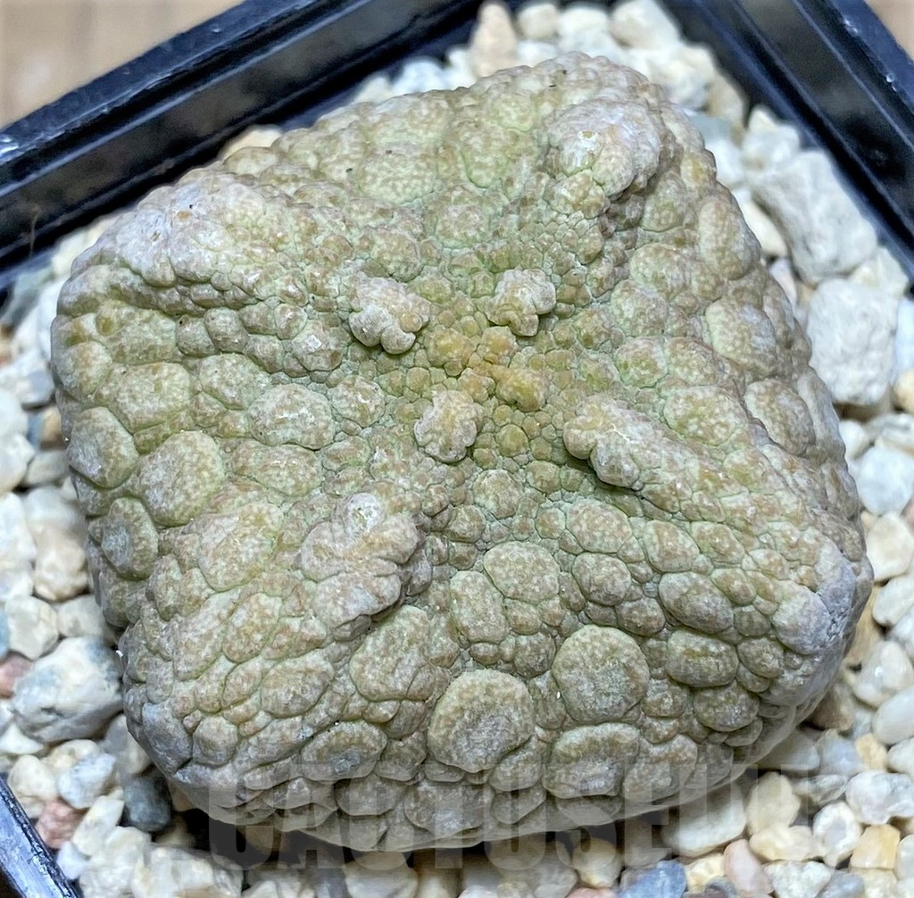 SHPR26287 Pseudolithos cubiformis – Image 2