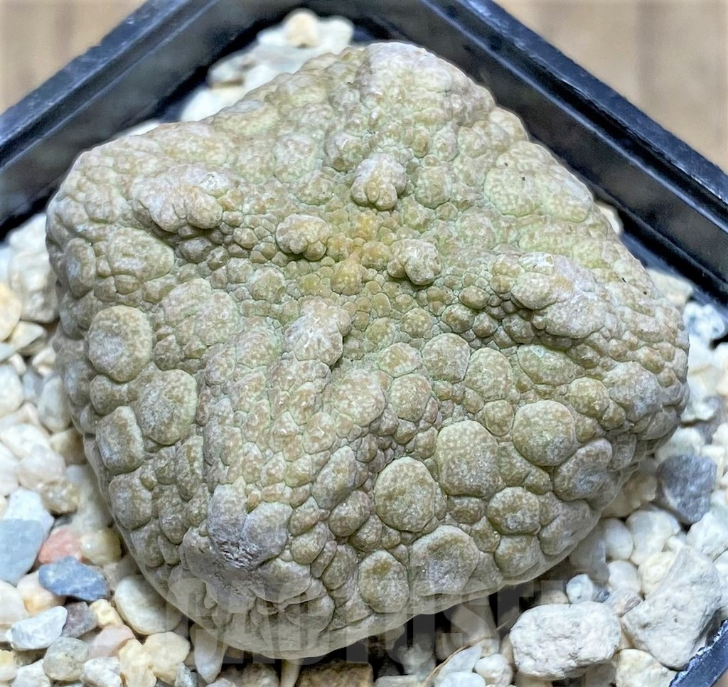 SHPR26287 Pseudolithos cubiformis – Image 3