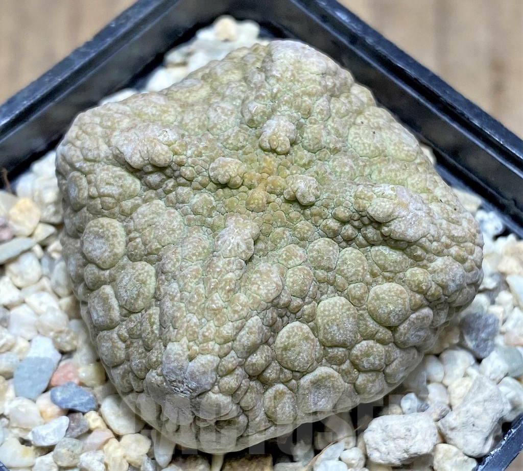 SHPR26287 Pseudolithos cubiformis