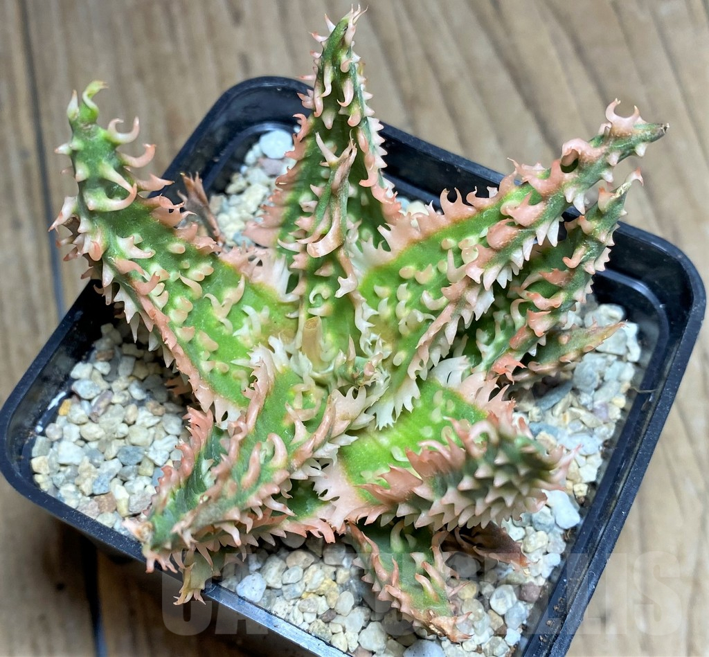 SHPR26288 Aloe TCT hybrid - Зображення 2