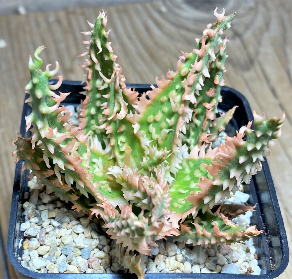 SHPR26288 Aloe TCT hybrid