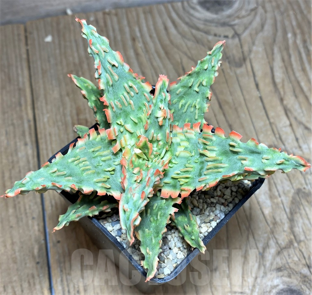 SHPR26289 Aloe TCT hybrid - Image 2