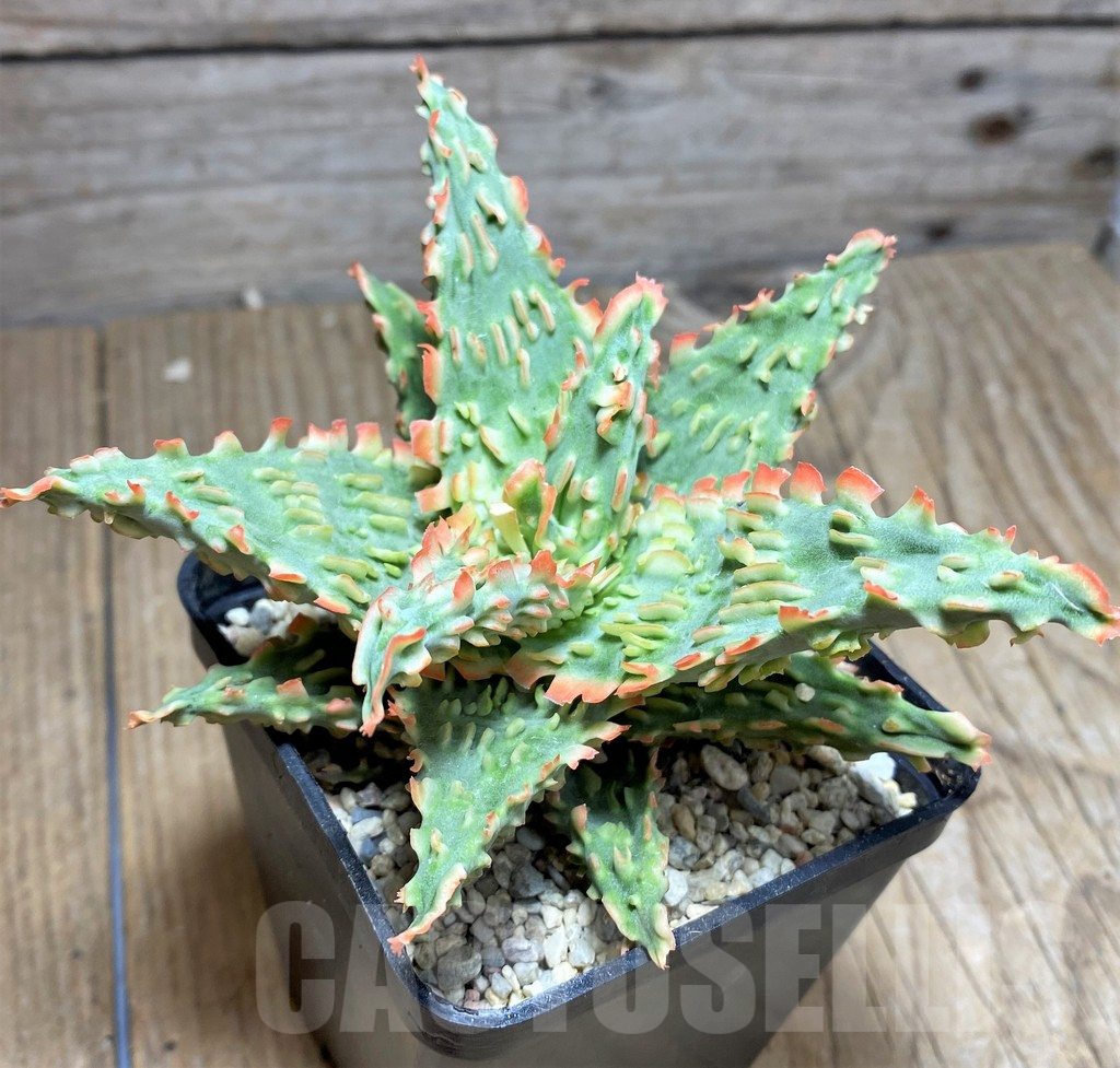 SHPR26289 Aloe TCT hybrid