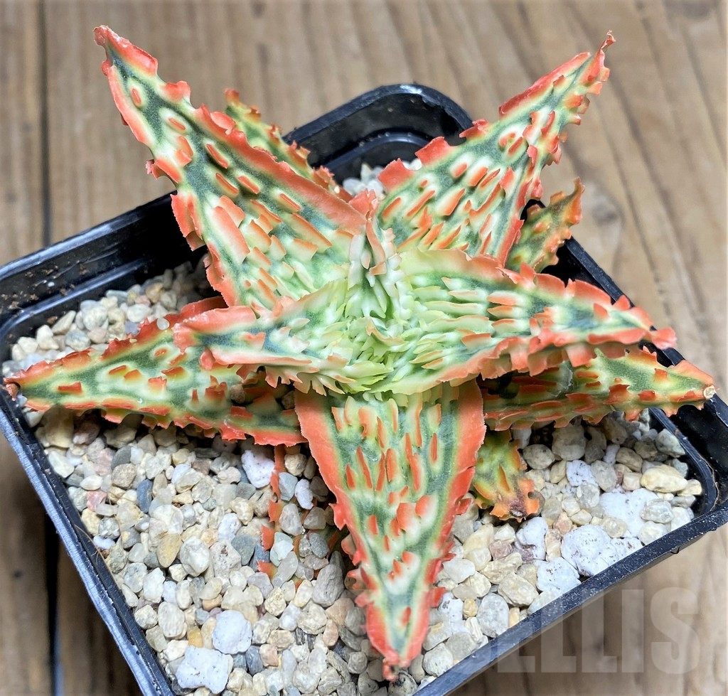 SHPR26290 Aloe TCT hybrid - Зображення 2