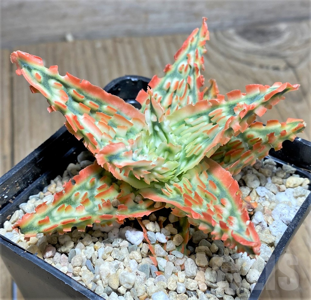 SHPR26290 Aloe TCT hybrid