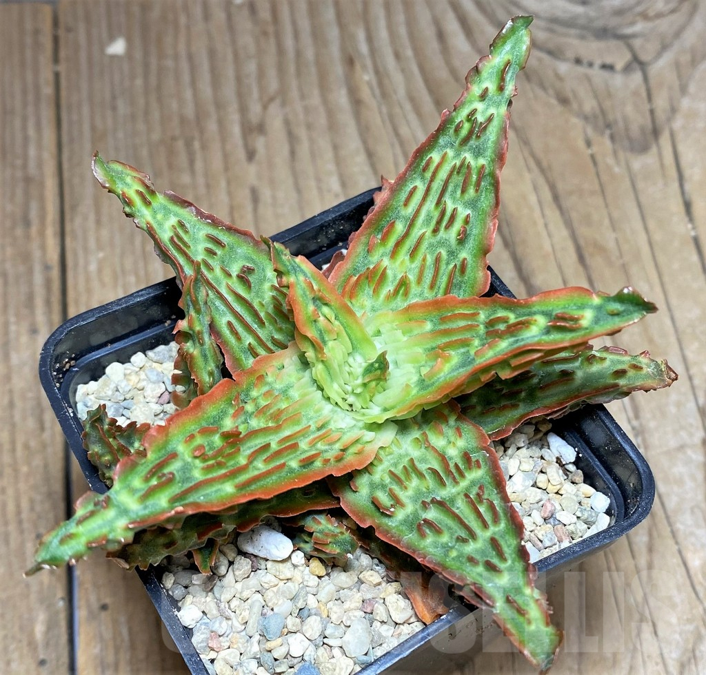 SHPR26293 Aloe TCT hybrid - Зображення 2