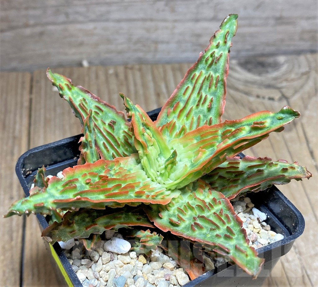 SHPR26293 Aloe TCT hybrid