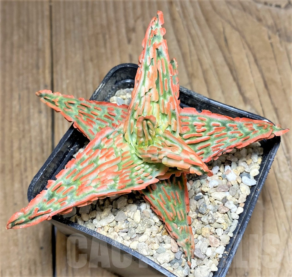 SHPR26294 Aloe TCT hybrid - immagine 3