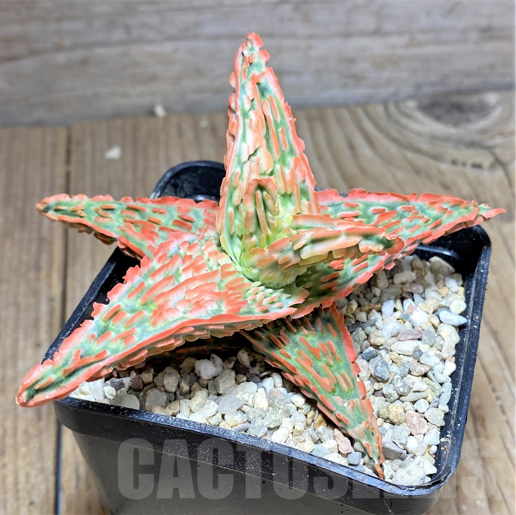 SHPR26294 Aloe TCT hybrid - immagine 2