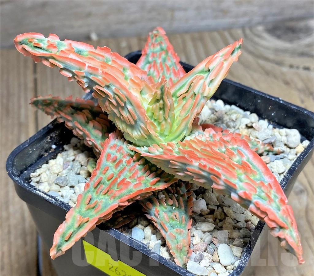 SHPR26294 Aloe TCT hybrid