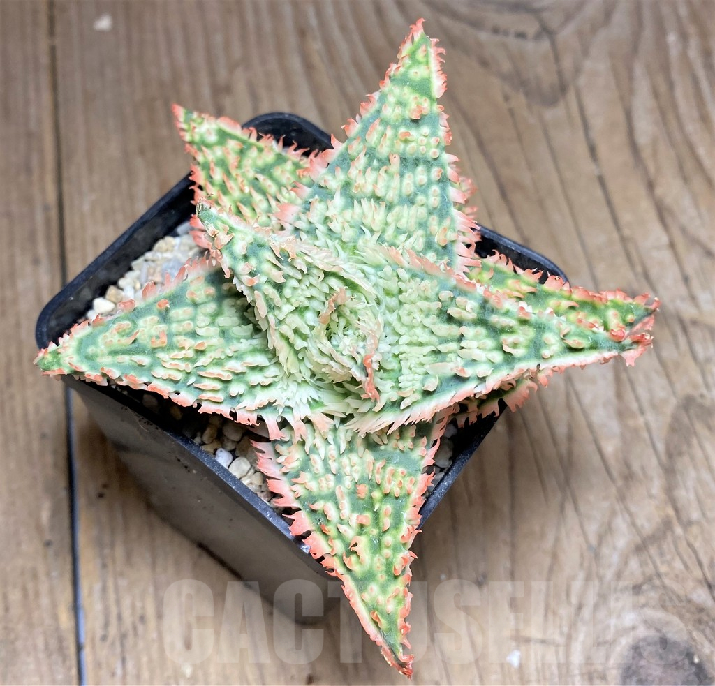 SHPR26295 Aloe TCT hybrid - immagine 2