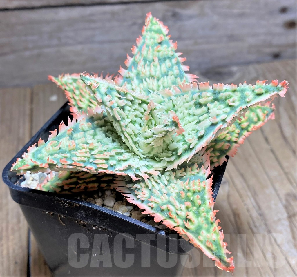 SHPR26295 Aloe TCT hybrid