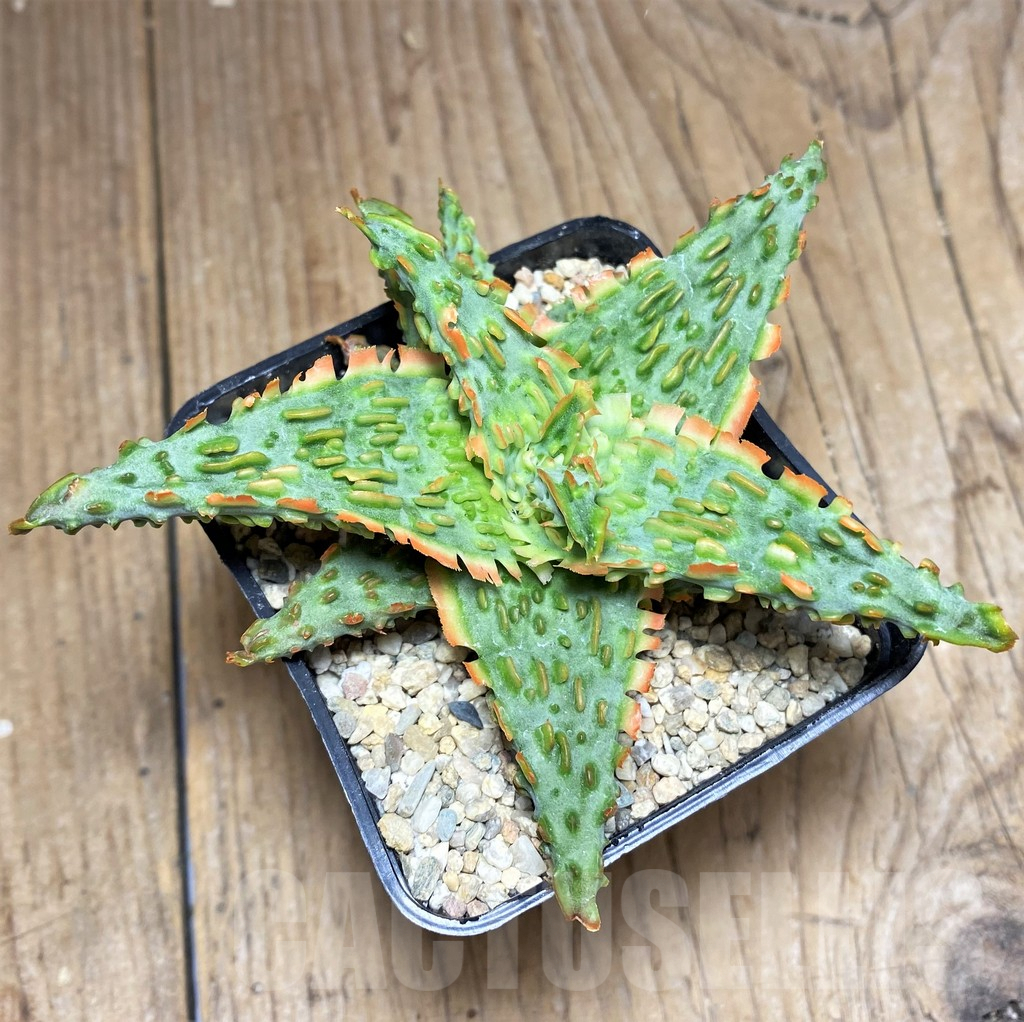 SHPR26296 Aloe TCT hybrid - immagine 2