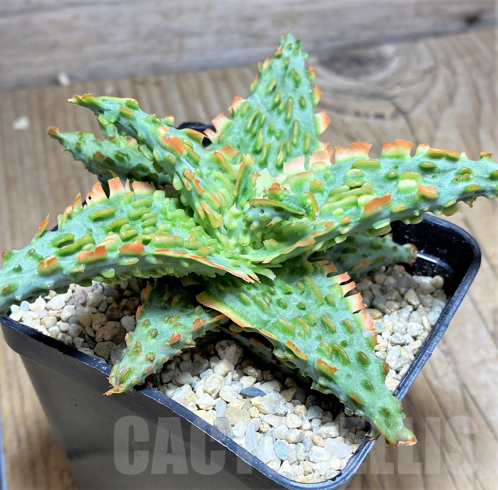 SHPR26296 Aloe TCT hybrid