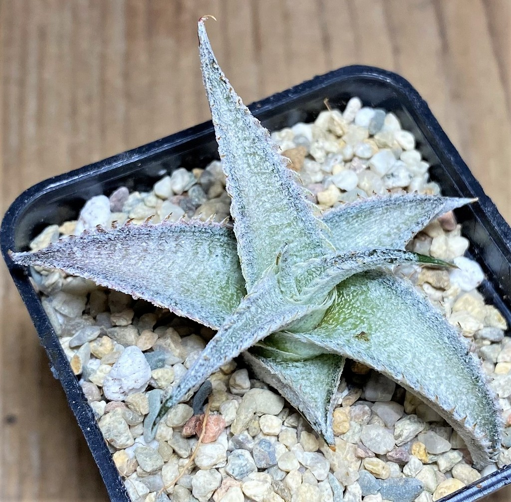 SHPR26297 Dyckia marnier-lapostollei 'Pink Spine' - Image 2