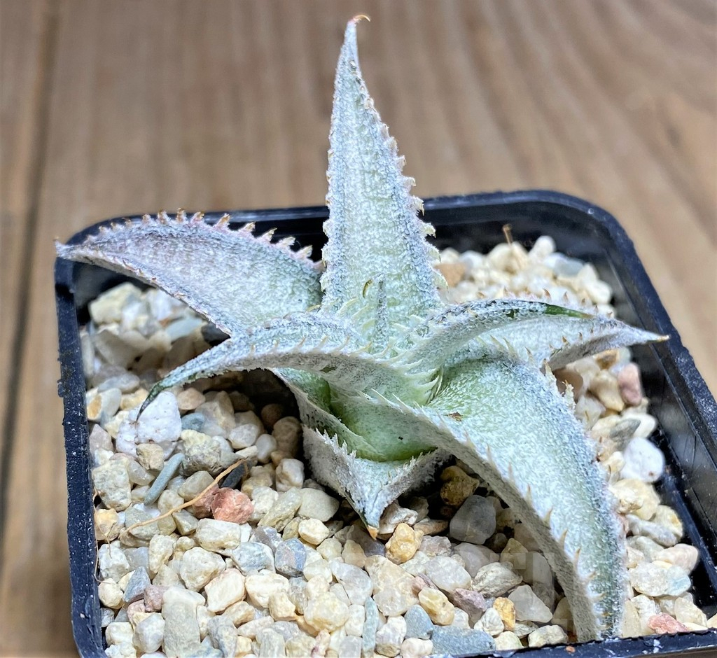 SHPR26297 Dyckia marnier-lapostollei 'Pink Spine'