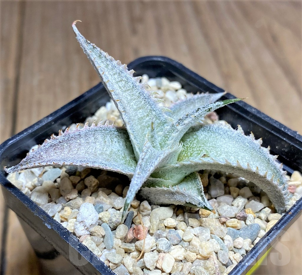 SHPR26297 Dyckia marnier-lapostollei 'Pink Spine' - Image 3