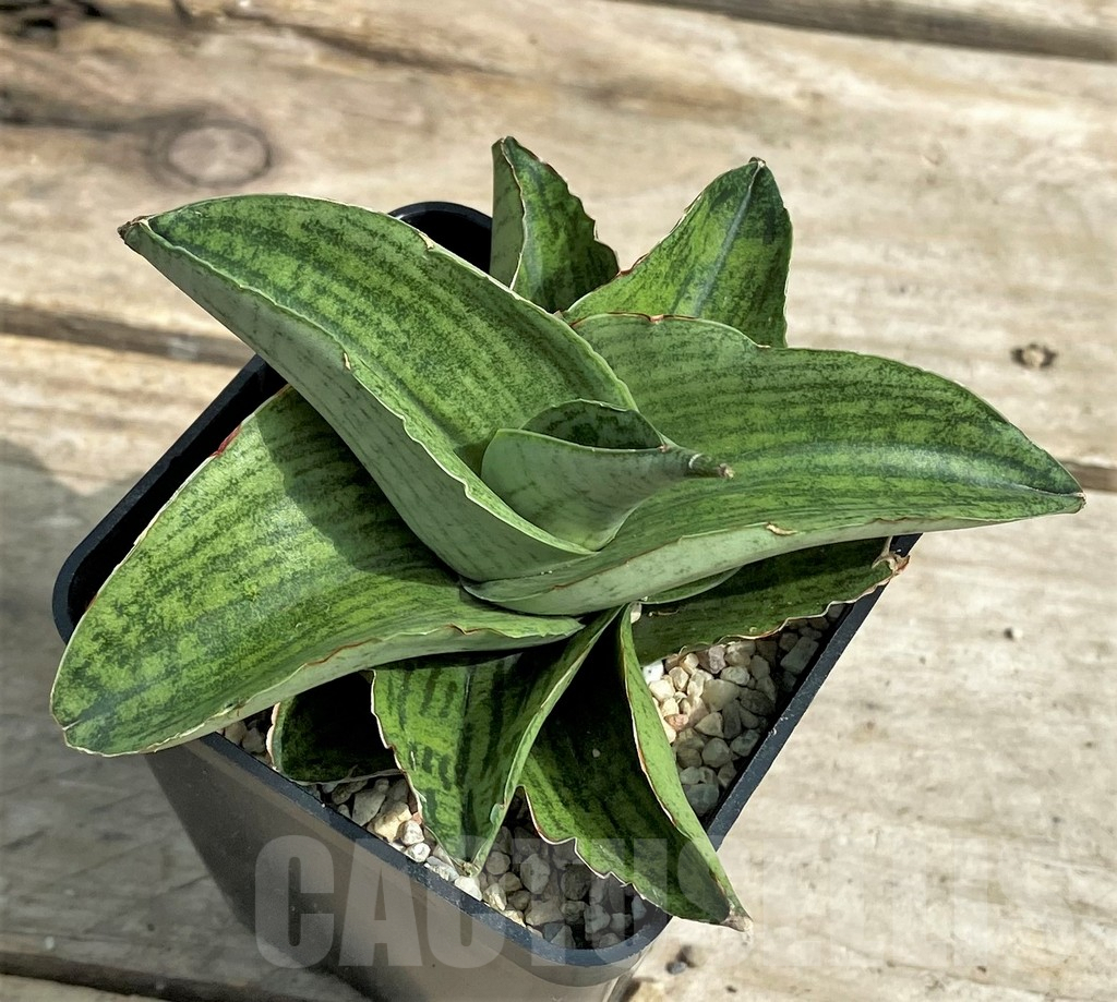 SHPR26298 Sansevieria 'Hobbit'