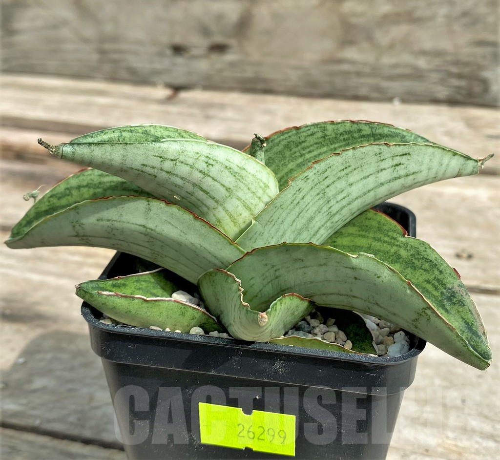 SHPR26299 Sansevieria 'Hobbit' - Image 2