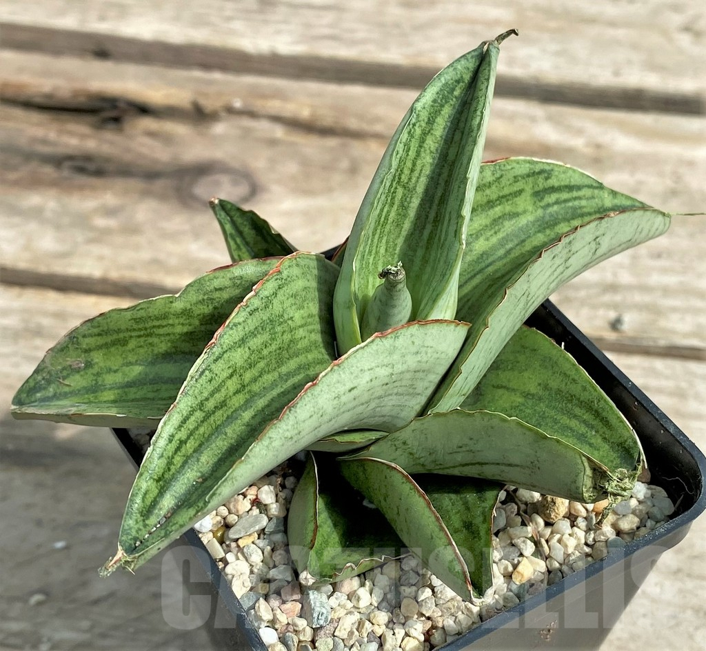 SHPR26299 Sansevieria 'Hobbit'