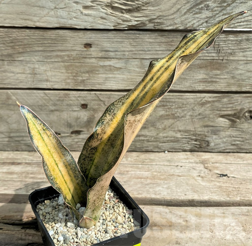 SHPR26303 Sansevieria 'Coppertone' - immagine 2
