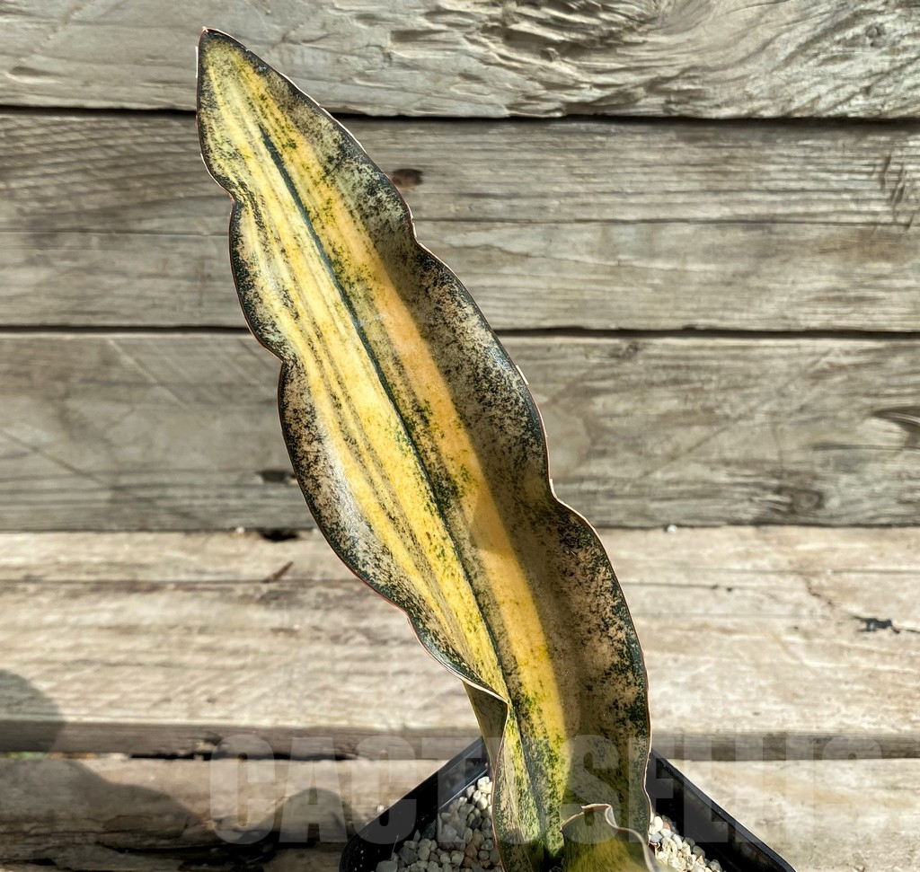 SHPR26303 Sansevieria 'Coppertone'