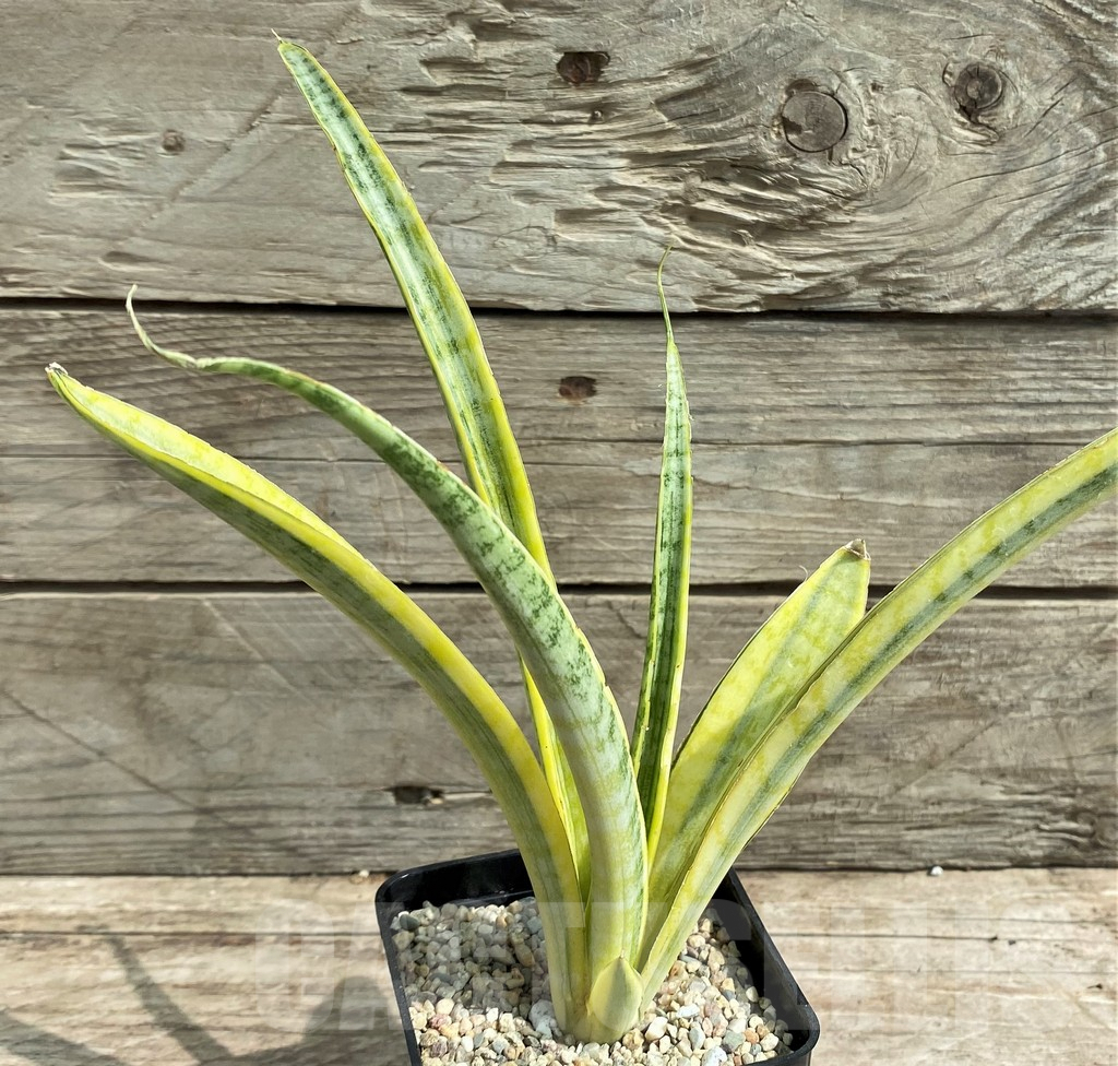 SHPR26304 Sansevieria 'Madam Charm' - immagine 2
