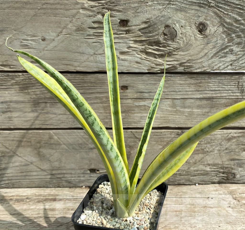 SHPR26304 Sansevieria 'Madam Charm'