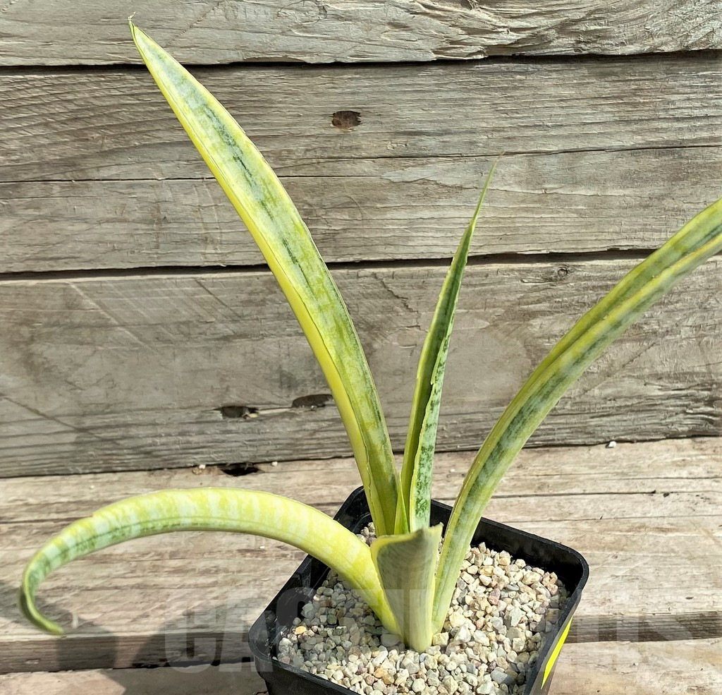 SHPR26305 Sansevieria 'Madam Charm' - immagine 2