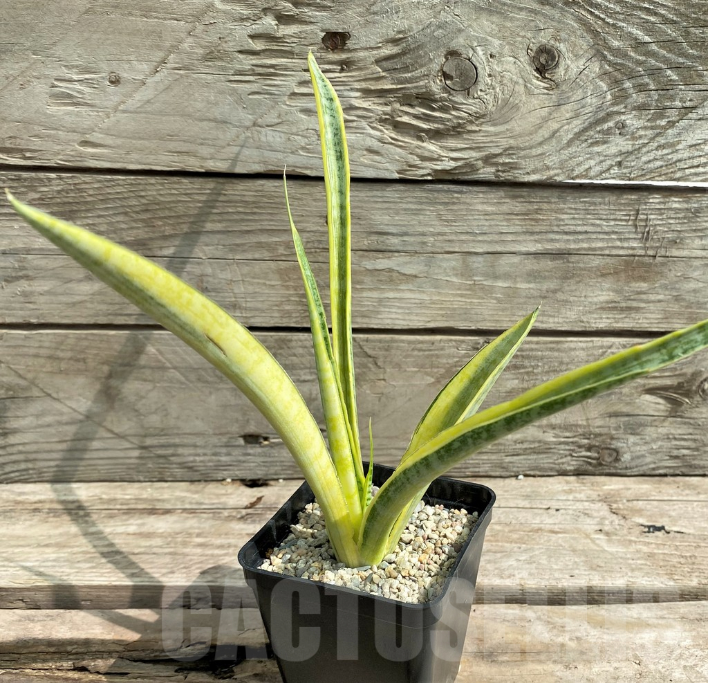SHPR26305 Sansevieria 'Madam Charm' - immagine 3
