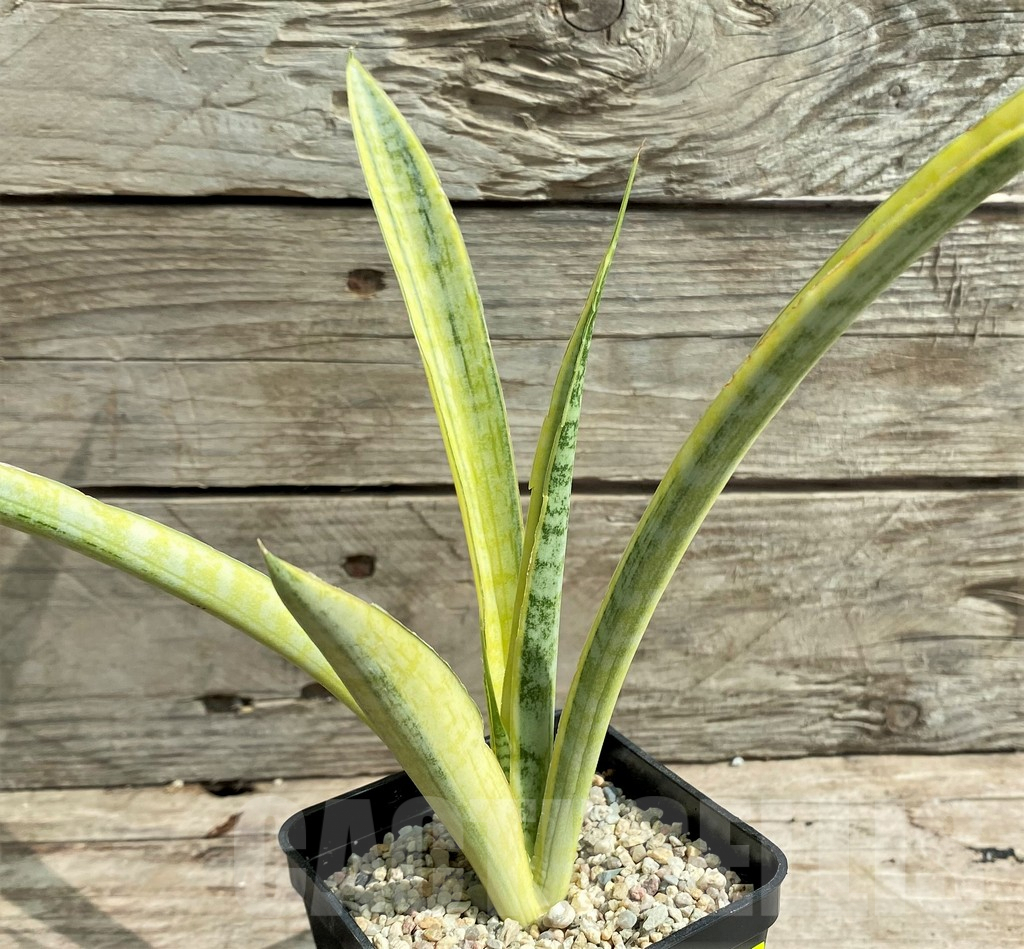 SHPR26305 Sansevieria 'Madam Charm'