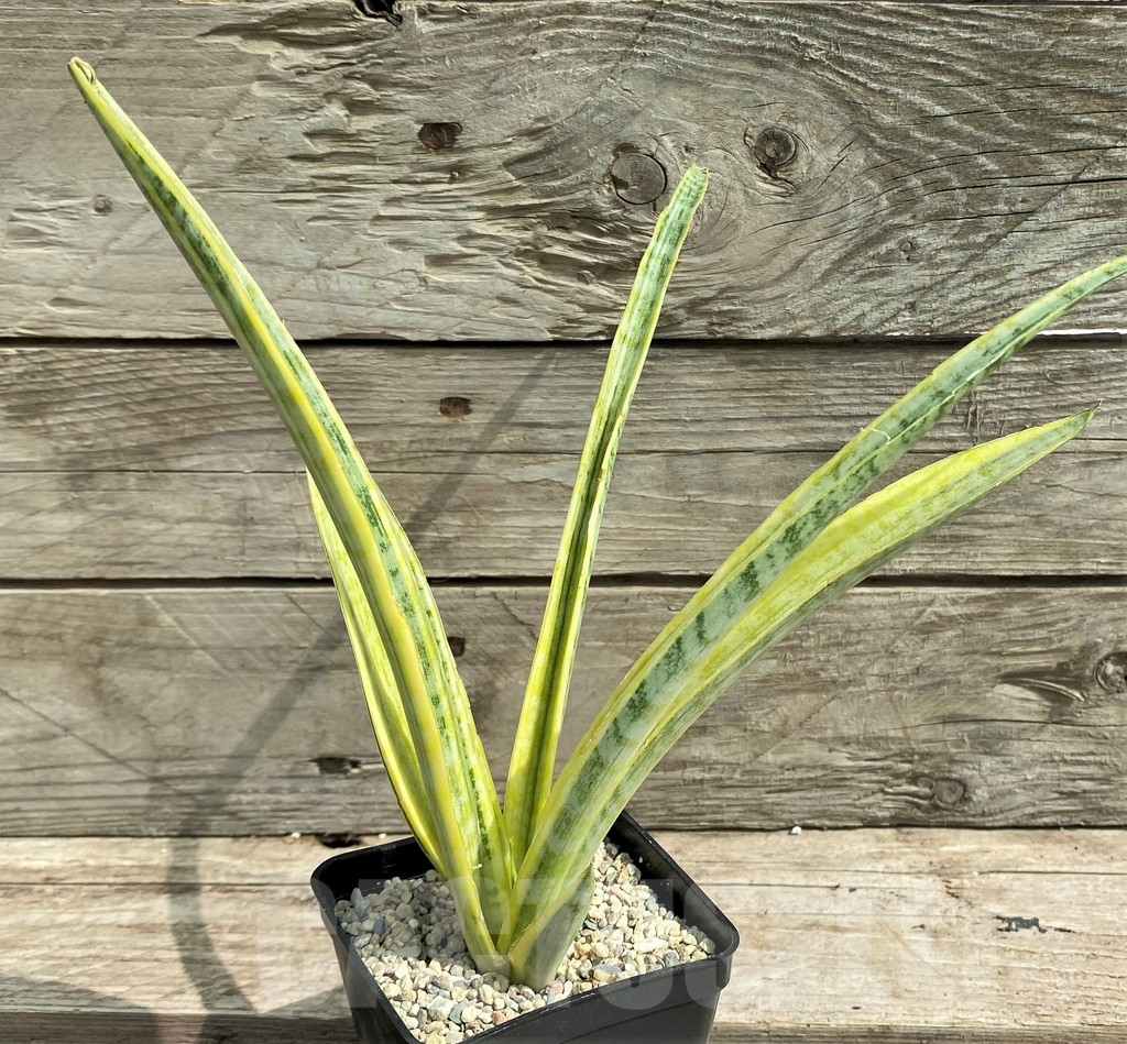 SHPR26306 Sansevieria 'Madam Charm' - immagine 2