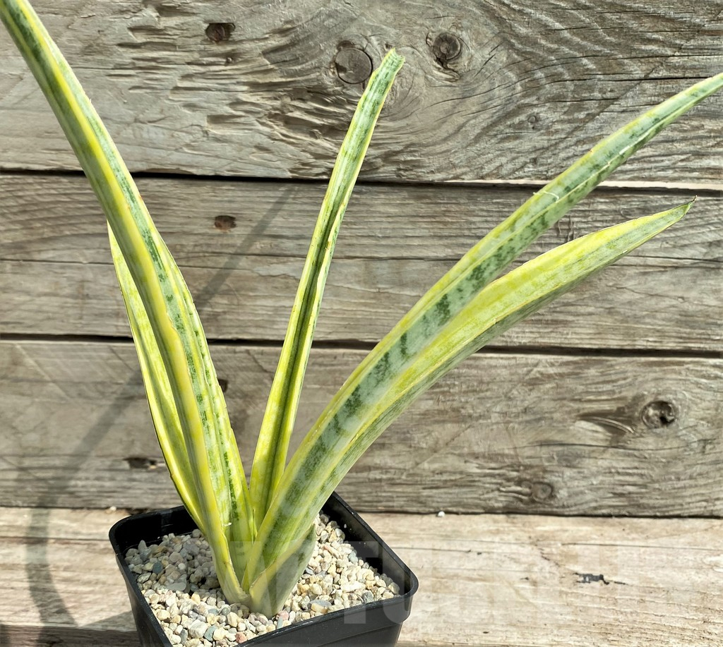SHPR26306 Sansevieria 'Madam Charm'