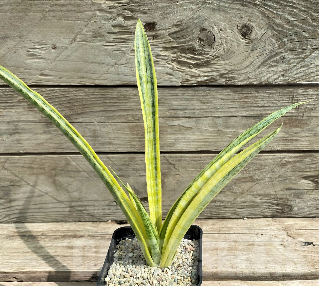 SHPR26307 Sansevieria 'Madam Charm' - immagine 2