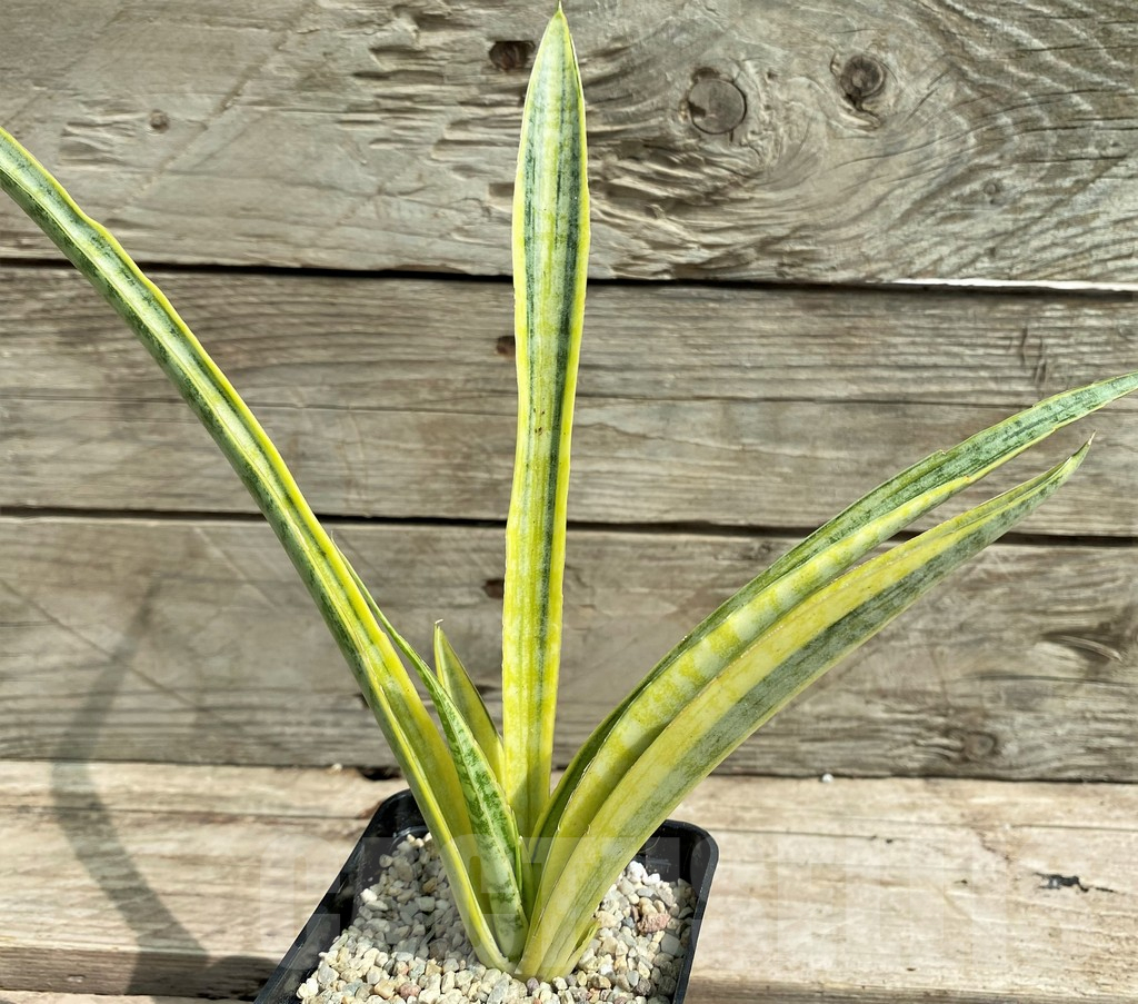 SHPR26307 Sansevieria 'Madam Charm'