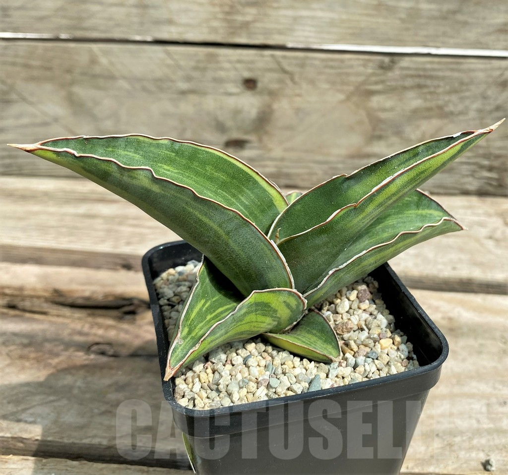 SHPR26308 Sansevieria 'Robusta Blue' - immagine 2
