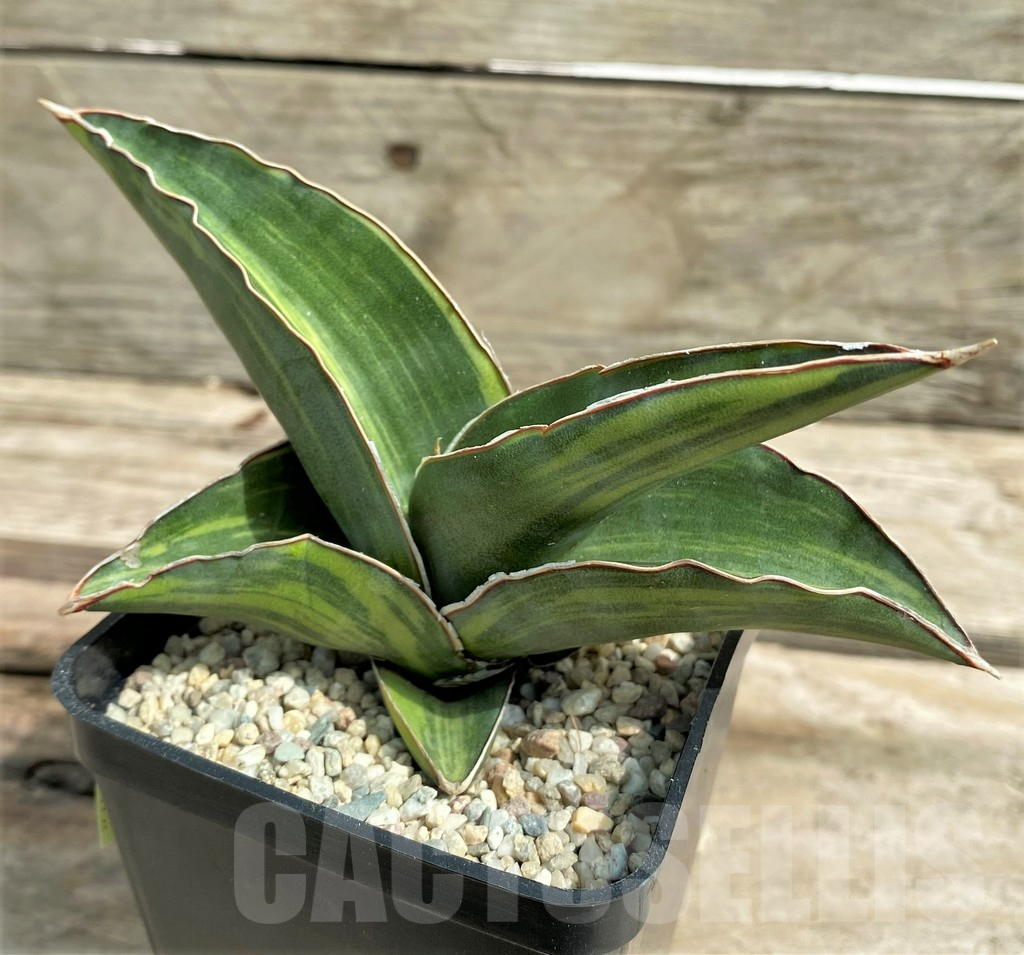 SHPR26308 Sansevieria 'Robusta Blue'