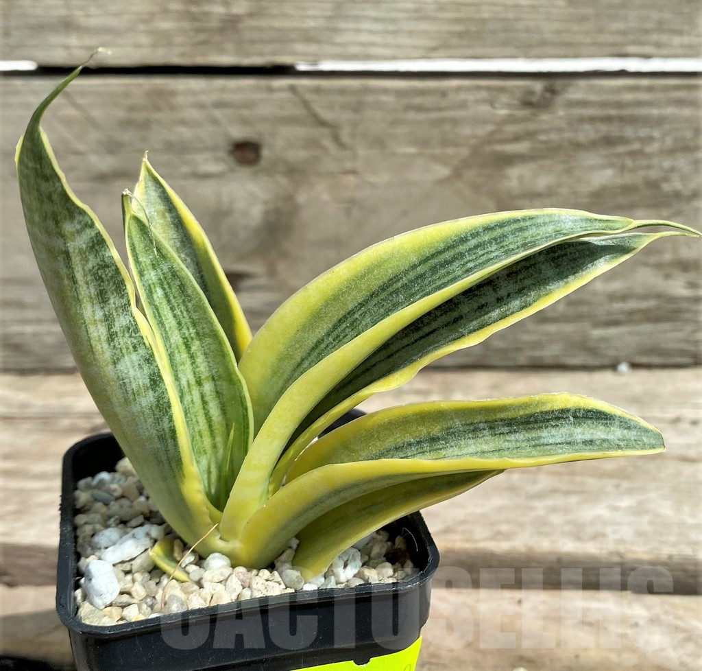 SHPR26309 Sansevieria 'Siam Gold' - immagine 2