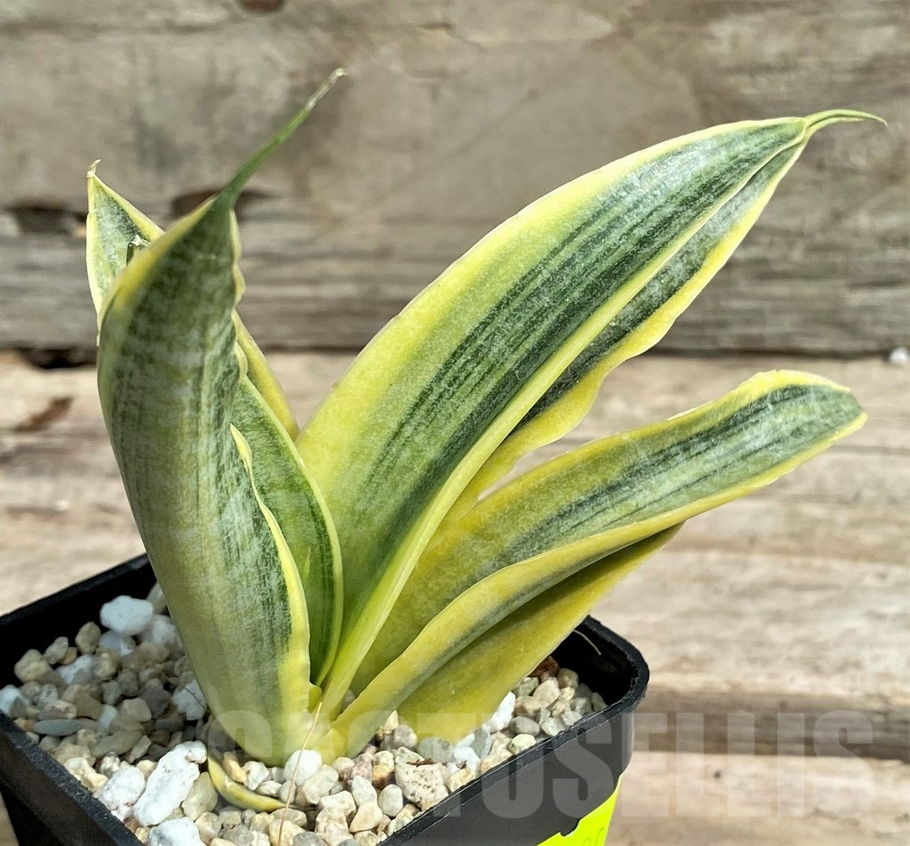 SHPR26309 Sansevieria 'Siam Gold'