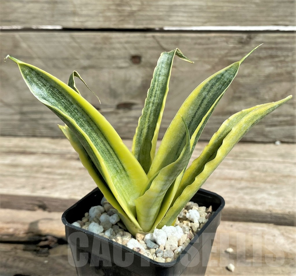 SHPR26310 Sansevieria 'Siam Gold' - immagine 2