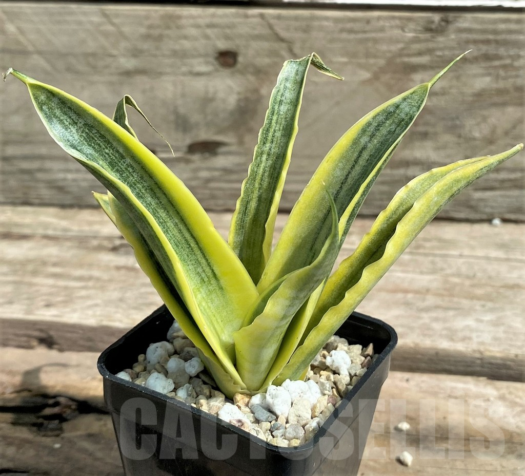 SHPR26310 Sansevieria 'Siam Gold'